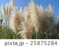 ススキ 25875284