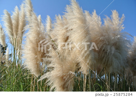 ススキ 25875284