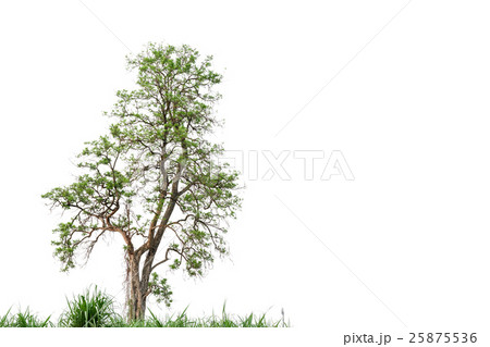 Green nature tree  on white background. 25875536