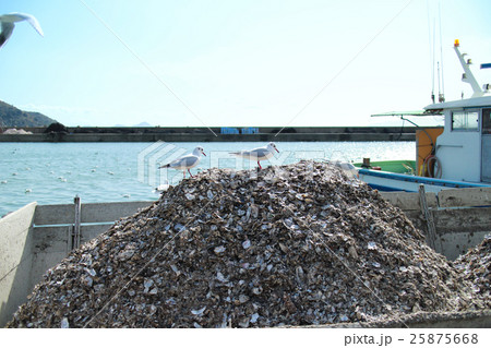 漁港 海鳥 25875668