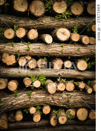 are stacked branches of green leaves 25875669