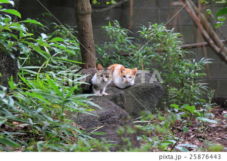 こちらを見つめる子猫 こちらを見つめる子猫 25876443