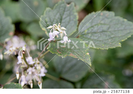 クサボタン クサボタン 25877138