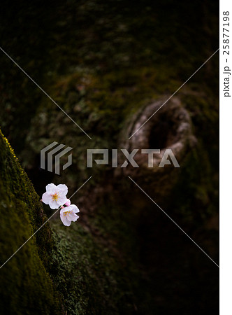 ひっそりと咲く桜 春 背景素材 ひっそりと咲く桜 春 背景素材 25877198