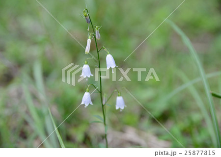 ツリガネニンジン 25877815