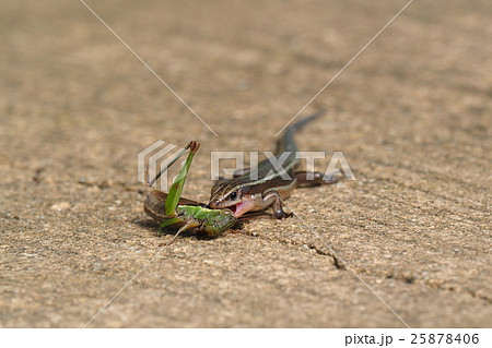 ニホントカゲがイナゴを捕食の写真素材