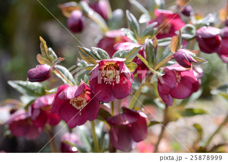 赤いヘルボルス 赤いヘルボルス 25878999