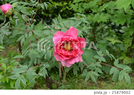 赤い牡丹 赤い牡丹 25879002