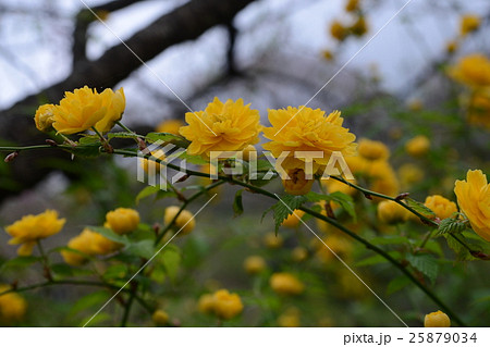 ヤマブキ 25879034