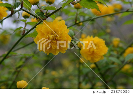 ヤマブキ 25879036