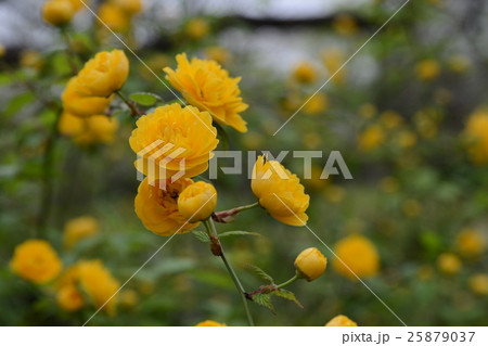 ヤマブキ 25879037