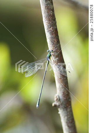 オオアオイトトンボ 25880078
