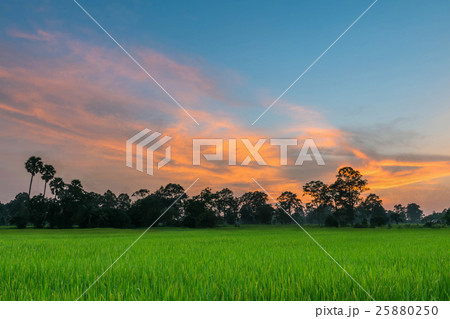Abstract soft blurred and soft focus the silhouett 25880250