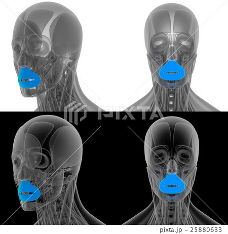 3D render illustration of the Orbicularis Oris 3D render illustration of the Orbicularis Oris 25880633