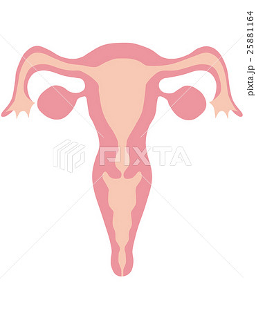 女性 子宮のイラスト素材