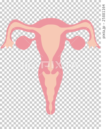 女性 子宮のイラスト素材
