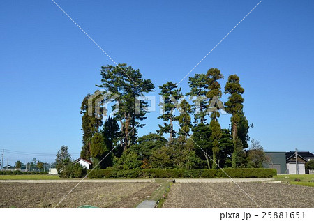 屋敷林のある農家 屋敷林のある農家 25881651