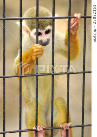 コモンリスザル 25882161