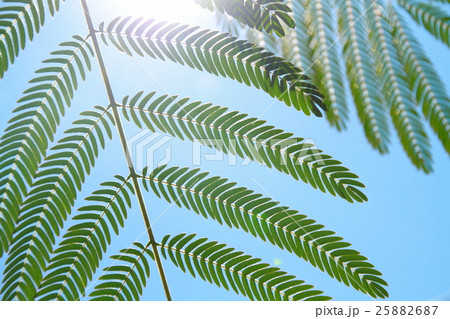 ねむの木の葉っぱ 25882687