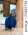 Hyacinth macaw or Hyacinthine macaw 25882736