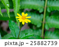 Yellow flower blooming in the garden 25882739
