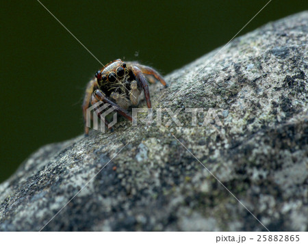 昆虫 虫 蟲 25882865