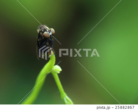 昆虫 虫 蟲 25882867