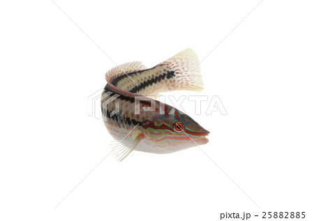 キュウセン 25882885