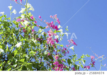 ニトベカズラ ニトベカズラ 25884074