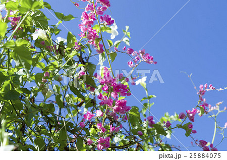 ニトベカズラ ニトベカズラ 25884075