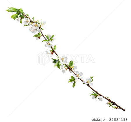 Sakura flowers isolated on white background. Sakura flowers isolated on white background. 25884153