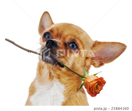 Red chihuahua dog with rose isolated on white background. Red chihuahua dog with rose isolated on white background. 25884160
