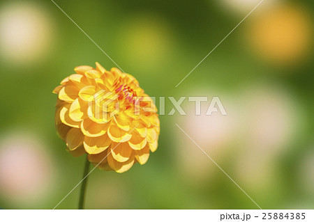 ダリア　STF 25884385