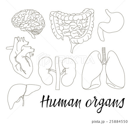 Different human organs set 25884550