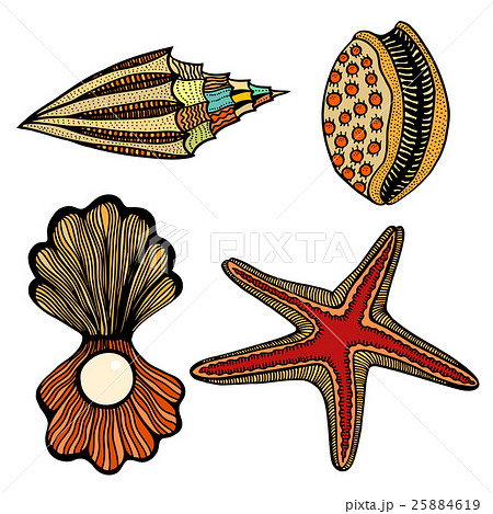 Shells and star 25884619