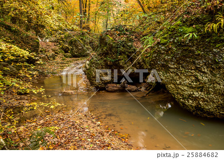 Autumn forest with creek Autumn forest with creek 25884682