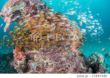 キンメモドキとスカシテンジクダイの群れ 25885480