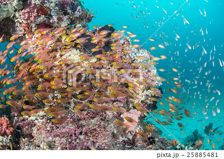 キンメモドキとスカシテンジクダイの群れ キンメモドキとスカシテンジクダイの群れ 25885481