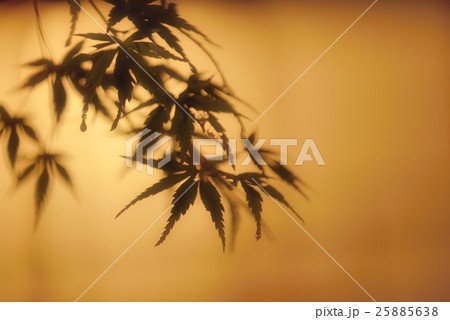 雅やかな光 25885638