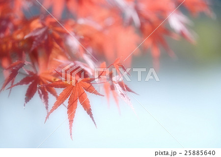 水辺の紅葉 25885640