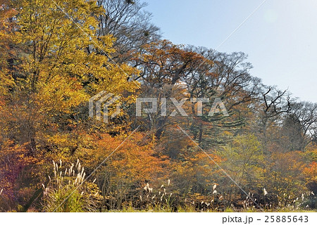 高原の紅葉 25885643