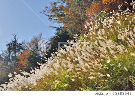 白銀のススキ 25885645