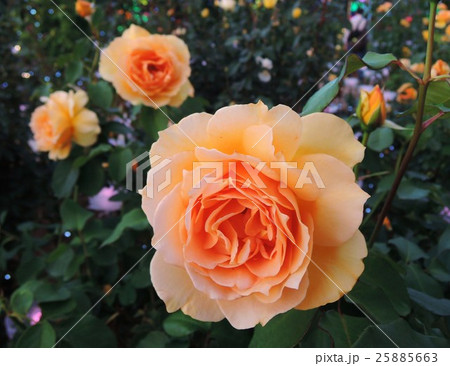 バラ　マダム　シャルル　ソバージュ 25885663