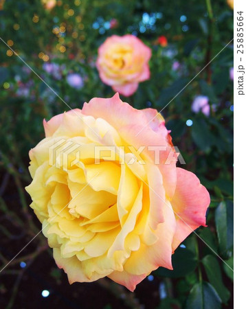 バラ トロピカル シャーベット バラ トロピカル シャーベット 25885664