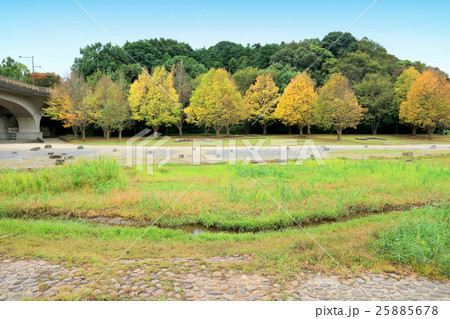 21世紀の森と広場のカツラの紅葉（10月）千葉県松戸市 25885678