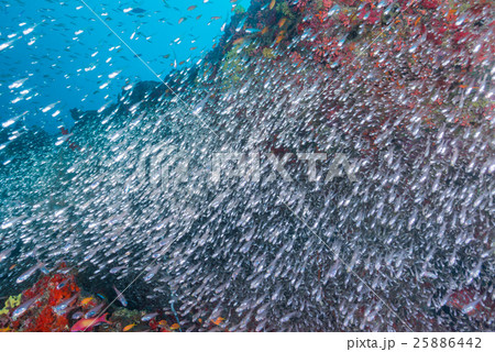 スカシテンジクダイの群れ スカシテンジクダイの群れ 25886442