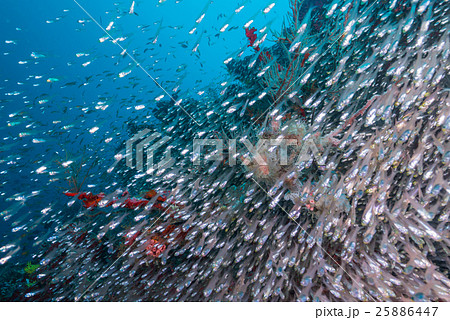 スカシテンジクダイの群れ スカシテンジクダイの群れ 25886447