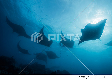 マンタのシルエット マンタのシルエット 25886486