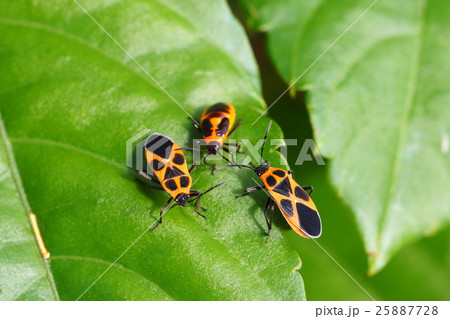 ヒメジュウジナガカメムシ 25887728