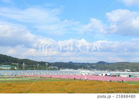 花の海　４０万本のコスモス 25888480